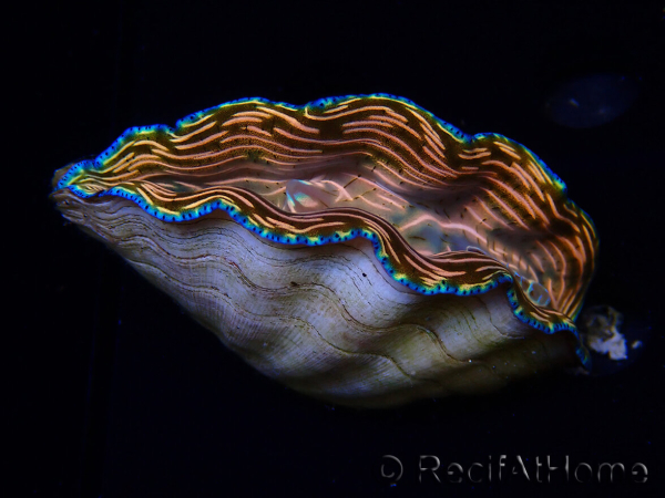 WYSIWYG Tridacna derasa ULTRA (7.5 cm)