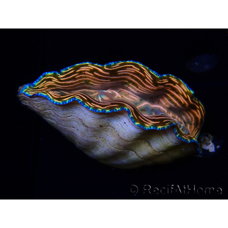 WYSIWYG Tridacna derasa ULTRA A8 (7.5 cm)