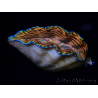 WYSIWYG Tridacna derasa ULTRA (7.5 cm)