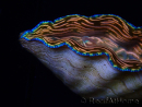 WYSIWYG Tridacna derasa ULTRA (7.5 cm)