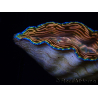 WYSIWYG Tridacna derasa ULTRA (7.5 cm)