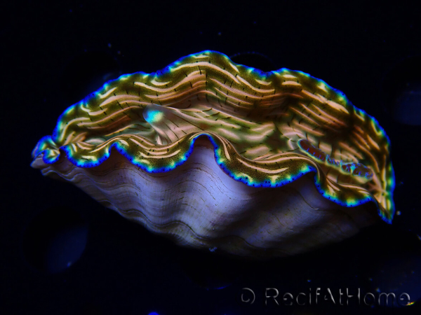 WYSIWYG Tridacna derasa ULTRA B1 (7.5 cm)