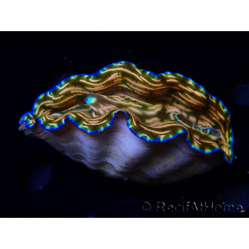 WYSIWYG Tridacna derasa ULTRA (7.5 cm)