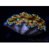 WYSIWYG Tridacna derasa ULTRA (7.5 cm)