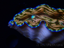WYSIWYG Tridacna derasa ULTRA (7.5 cm)