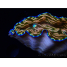 WYSIWYG Tridacna derasa ULTRA (7.5 cm)