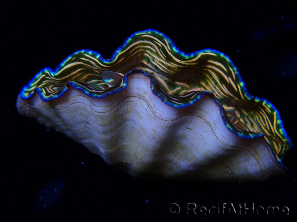 WYSIWYG Tridacna derasa ULTRA B2 (7 cm)