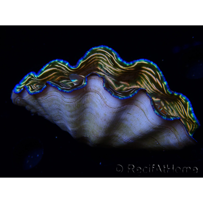 WYSIWYG Tridacna derasa ULTRA(7 cm)