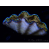 WYSIWYG Tridacna derasa ULTRA(7 cm)