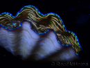 WYSIWYG Tridacna derasa ULTRA B2 (7 cm)