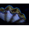 WYSIWYG Tridacna derasa ULTRA(7 cm)