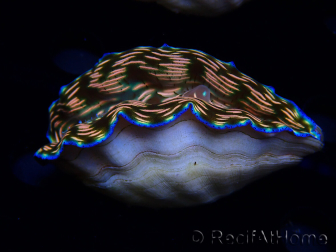 WYSIWYG Tridacna derasa ULTRA(7 cm)