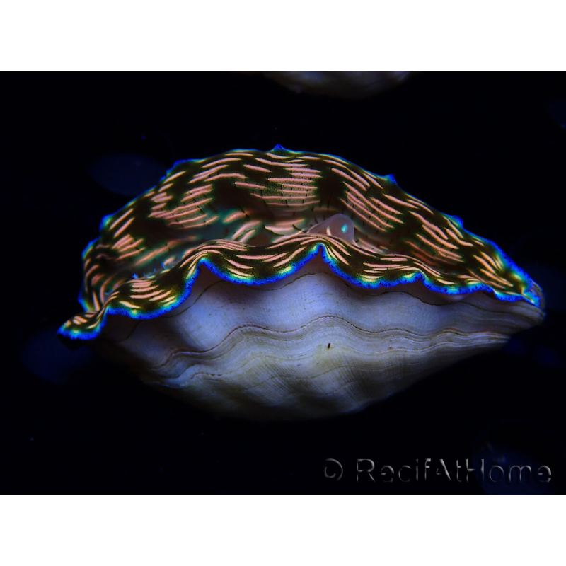 WYSIWYG Tridacna derasa ULTRA(7 cm)