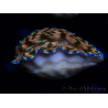 WYSIWYG Tridacna derasa ULTRA B3 (7 cm)
