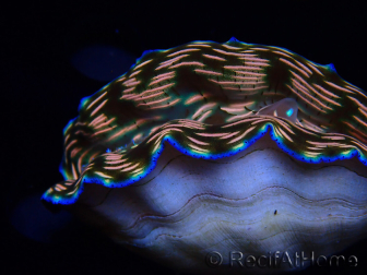 WYSIWYG Tridacna derasa ULTRA B3 (7 cm)