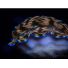 WYSIWYG Tridacna derasa ULTRA(7 cm)