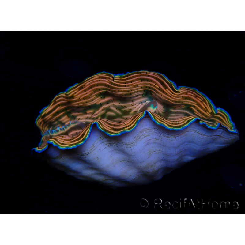WYSIWYG Tridacna derasa ULTRA(6.5 cm)