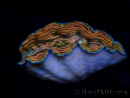 WYSIWYG Tridacna derasa ULTRA B4 (6.5 cm)