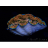 WYSIWYG Tridacna derasa ULTRA(6.5 cm)