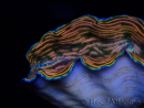 WYSIWYG Tridacna derasa ULTRA B4 (6.5 cm)