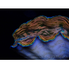 WYSIWYG Tridacna derasa ULTRA(6.5 cm)