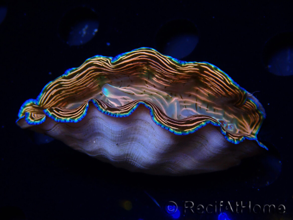 WYSIWYG Tridacna derasa ULTRA (7 cm)