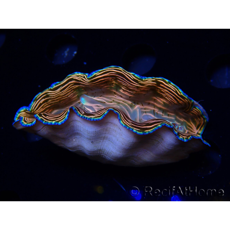 WYSIWYG Tridacna derasa ULTRA B5 (7 cm)