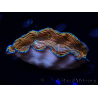WYSIWYG Tridacna derasa ULTRA (7 cm)