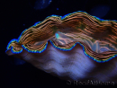WYSIWYG Tridacna derasa ULTRA (7 cm)
