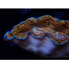 WYSIWYG Tridacna derasa ULTRA B5 (7 cm)