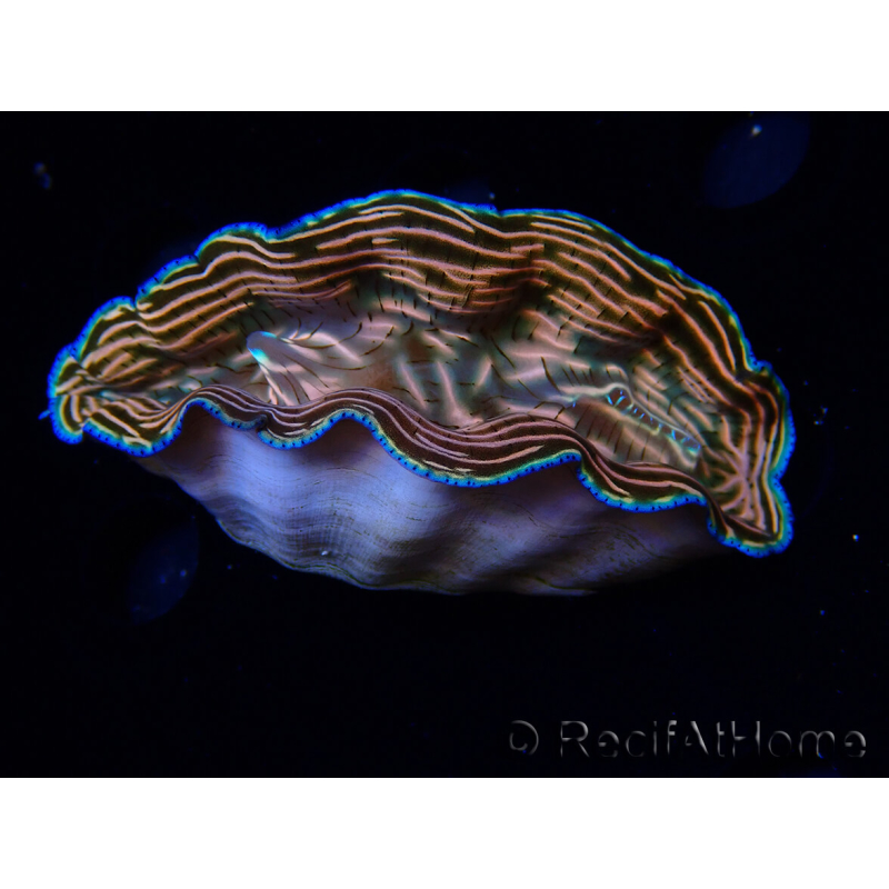 WYSIWYG Tridacna derasa ULTRA (7 cm)