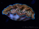 WYSIWYG Tridacna derasa ULTRA (7 cm)