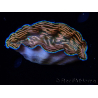 WYSIWYG Tridacna derasa ULTRA (7 cm)