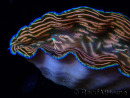 WYSIWYG Tridacna derasa ULTRA (7 cm)
