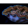 WYSIWYG Tridacna derasa ULTRA (7 cm)