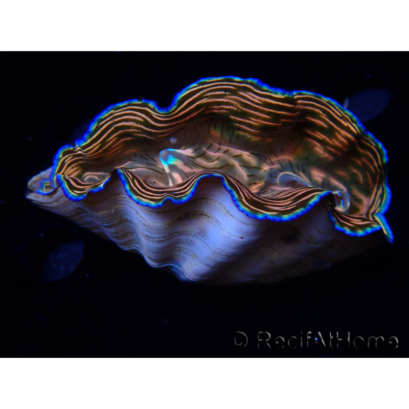 WYSIWYG Tridacna derasa ULTRA B7 (7 cm)