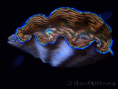 WYSIWYG Tridacna derasa ULTRA (7 cm)