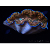 WYSIWYG Tridacna derasa ULTRA B7 (7 cm)