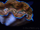 WYSIWYG Tridacna derasa ULTRA (7 cm)
