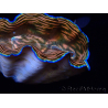 WYSIWYG Tridacna derasa ULTRA (7 cm)
