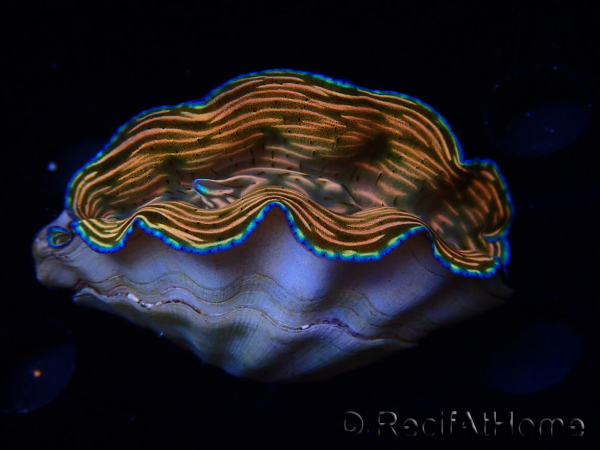 WYSIWYG Tridacna derasa ULTRA (7 cm)