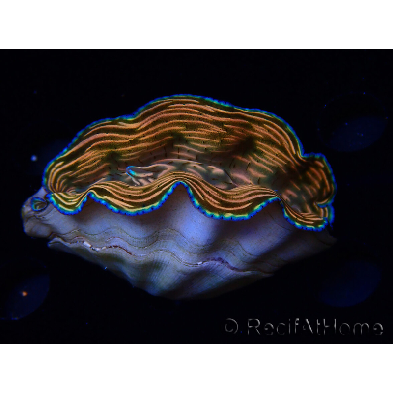 WYSIWYG Tridacna derasa ULTRA (7 cm)