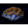 WYSIWYG Tridacna derasa ULTRA (7 cm)
