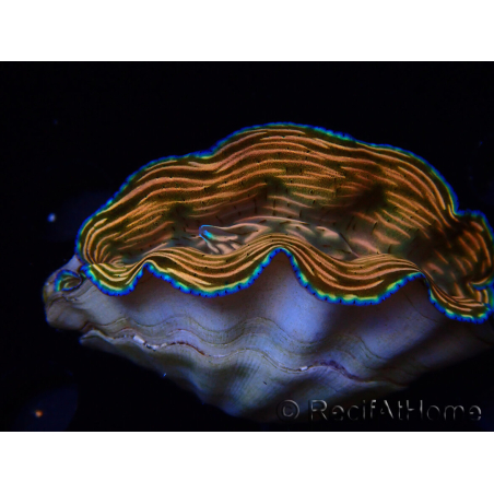 WYSIWYG Tridacna derasa ULTRA (7 cm)