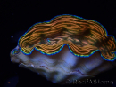 WYSIWYG Tridacna derasa ULTRA (7 cm)