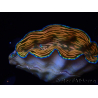 WYSIWYG Tridacna derasa ULTRA (7 cm)