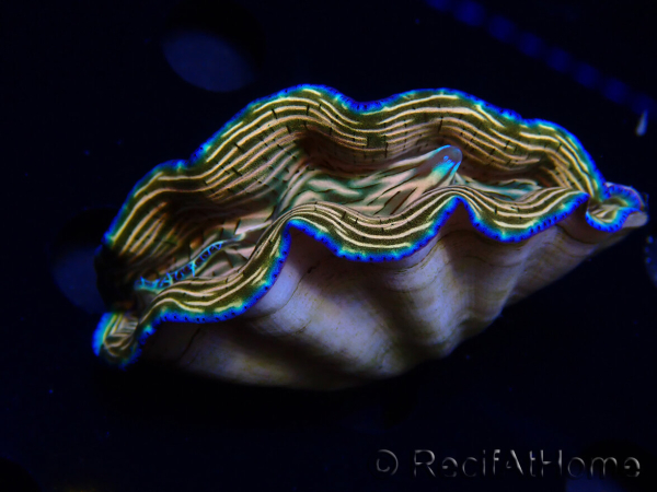 WYSIWYG Tridacna derasa ULTRA (7 cm)