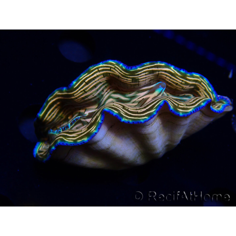 WYSIWYG Tridacna derasa ULTRA (7 cm)