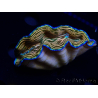 WYSIWYG Tridacna derasa ULTRA (7 cm)