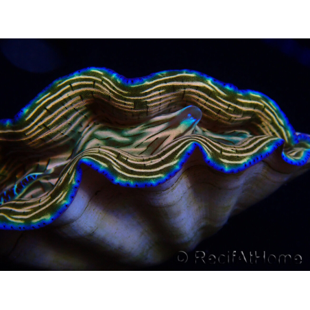 WYSIWYG Tridacna derasa ULTRA C1 (7 cm)